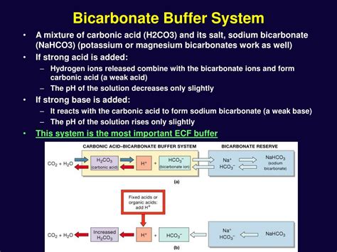 bicarbonate buffer system explained